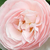 Roza - Angleška vrtnica - Ausblush
